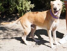 COOPER2, Hund, Labrador-Mix in Zypern - Bild 4