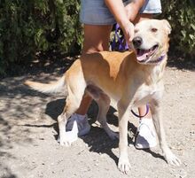 COOPER2, Hund, Labrador-Mix in Zypern - Bild 6