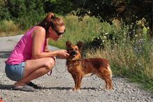 BETTYY133, Hund, Mischlingshund in Slowakische Republik - Bild 10