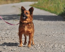 BETTYY133, Hund, Mischlingshund in Slowakische Republik - Bild 14