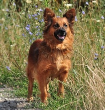 BETTYY133, Hund, Mischlingshund in Slowakische Republik - Bild 3