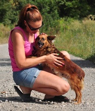 BETTYY133, Hund, Mischlingshund in Slowakische Republik - Bild 7