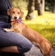 MAXIKS237, Hund, Dackel-Mix in Slowakische Republik - Bild 3