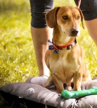 MAXIKS237, Hund, Dackel-Mix in Slowakische Republik - Bild 4