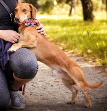 MAXIKS237, Hund, Dackel-Mix in Slowakische Republik - Bild 5