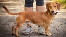 MAXIKS237, Hund, Dackel-Mix in Slowakische Republik - Bild 6