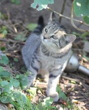 DEBBIE, Katze, Europäisch Kurzhaar in Hückelhoven - Bild 5