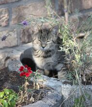 DEBBIE, Katze, Europäisch Kurzhaar in Hückelhoven - Bild 6