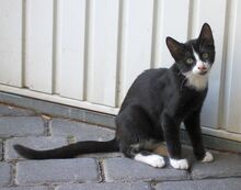 FILOU, Katze, Europäisch Kurzhaar in Hückelhoven - Bild 1