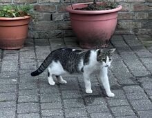 LINUS, Katze, Europäisch Kurzhaar in Hückelhoven - Bild 2