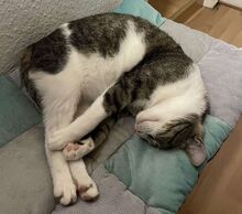 LINUS, Katze, Europäisch Kurzhaar in Hückelhoven - Bild 4