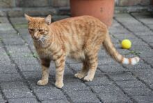 ROBIN, Katze, Europäisch Kurzhaar in Hückelhoven - Bild 2