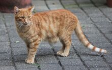 ROBIN, Katze, Europäisch Kurzhaar in Hückelhoven - Bild 3