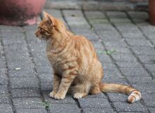 ROBIN, Katze, Europäisch Kurzhaar in Hückelhoven - Bild 4