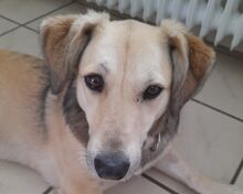 MABLE, Hund, Mischlingshund in Lüdinghausen