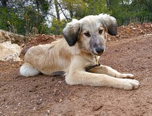 PRINCE, Hund, Mischlingshund in Griechenland - Bild 10