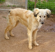 PRINCE, Hund, Mischlingshund in Griechenland - Bild 2