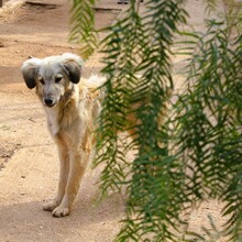 PRINCE, Hund, Mischlingshund in Griechenland - Bild 3