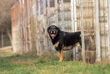 BUBULINA, Hund, Mischlingshund in Rumänien - Bild 10
