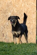 BUBULINA, Hund, Mischlingshund in Rumänien - Bild 11