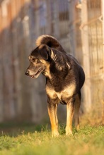 BUBULINA, Hund, Mischlingshund in Rumänien - Bild 12