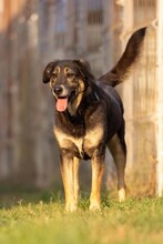 BUBULINA, Hund, Mischlingshund in Rumänien - Bild 13