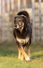 BUBULINA, Hund, Mischlingshund in Rumänien - Bild 2