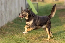 BUBULINA, Hund, Mischlingshund in Rumänien - Bild 3