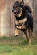 BUBULINA, Hund, Mischlingshund in Rumänien - Bild 9