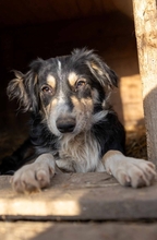 AMADEUS, Hund, Mischlingshund in Rumänien - Bild 1