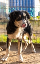 AMADEUS, Hund, Mischlingshund in Rumänien - Bild 2