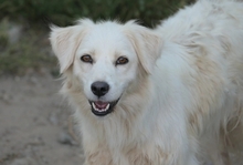 ANCA, Hund, Mischlingshund in Rumänien - Bild 2