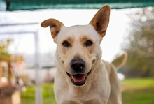 CUBULET, Hund, Mischlingshund in Rumänien - Bild 2