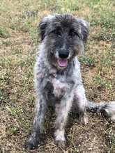 ITTIRI, Hund, Mischlingshund in Italien - Bild 11