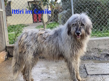 ITTIRI, Hund, Mischlingshund in Italien - Bild 12