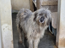 ITTIRI, Hund, Mischlingshund in Italien - Bild 2