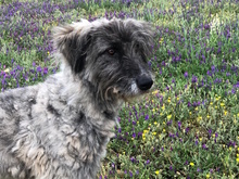 ITTIRI, Hund, Mischlingshund in Italien - Bild 8