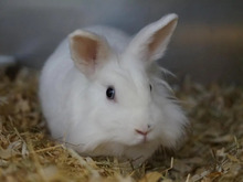 MISTERBUNN, Hasenartige, Hauskaninchen in Hamburg