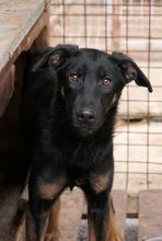 BENJI, Hund, Mischlingshund in Rumänien - Bild 2