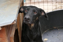 BENJI, Hund, Mischlingshund in Rumänien - Bild 3