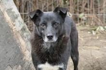 CORAJ, Hund, Mischlingshund in Rumänien - Bild 1