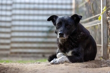 CORAJ, Hund, Mischlingshund in Rumänien - Bild 2