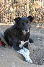 CORAJ, Hund, Mischlingshund in Rumänien - Bild 4