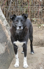 CORAJ, Hund, Mischlingshund in Rumänien - Bild 5