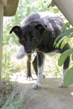 CORAJ, Hund, Mischlingshund in Rumänien - Bild 6
