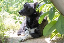 CORAJ, Hund, Mischlingshund in Rumänien - Bild 7