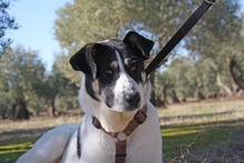 MANILA, Hund, Mischlingshund in Spanien - Bild 2