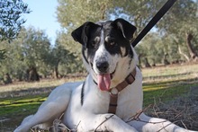 MANILA, Hund, Mischlingshund in Spanien - Bild 4