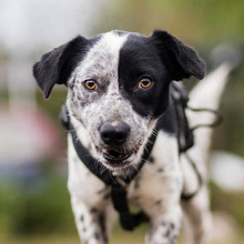 DIESEL, Hund, Mischlingshund in Rumänien - Bild 1