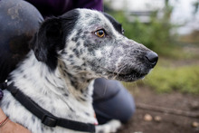 DIESEL, Hund, Mischlingshund in Rumänien - Bild 10